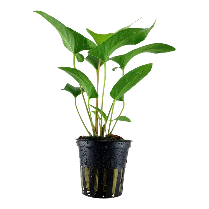 Anubias gracilis