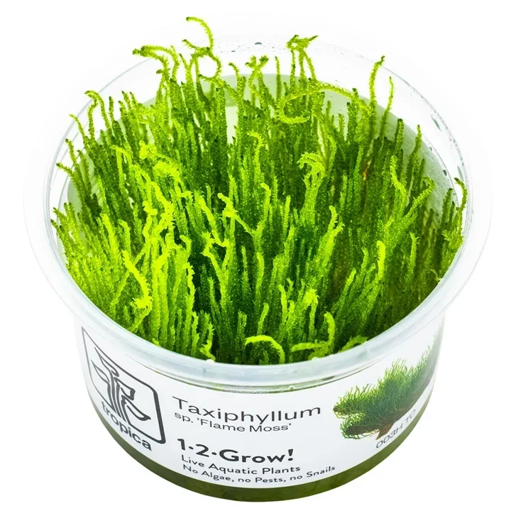 Taxiphyllum sp. "Flame Moss" aquarium plant