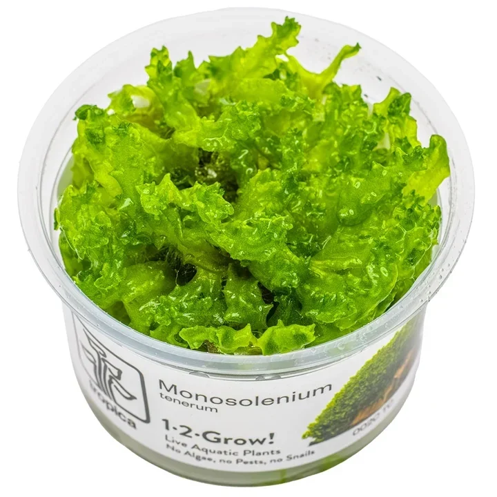 Monosolenium tenerum aquarium plant