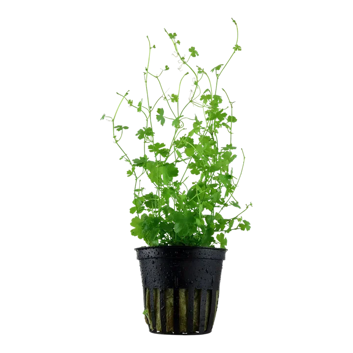 Hydrocotyle cf. tripartita aquarium plant