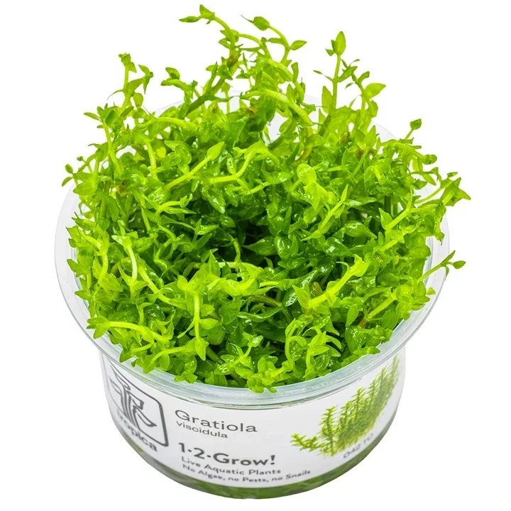 Gratiola viscidula