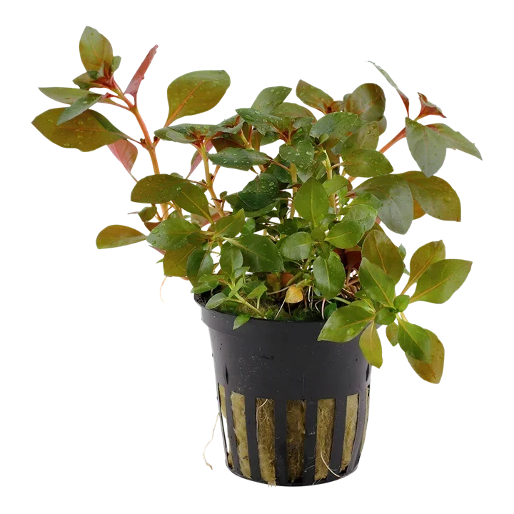 Ludwigia "Rubin" aquarium plant