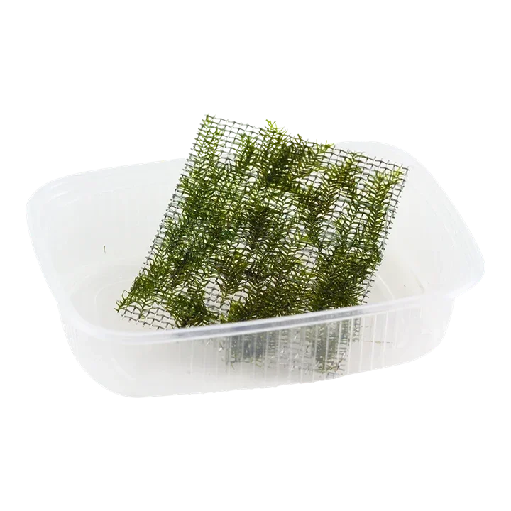 Fissidens fontanus aquarium plant