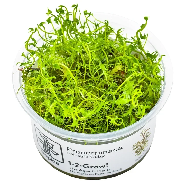 Proserpinaca palustris aquarium plant