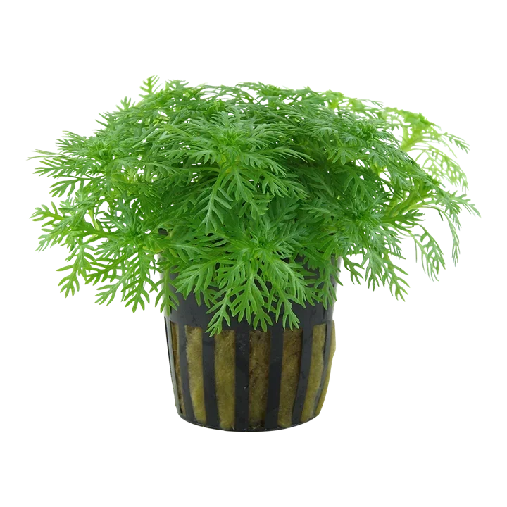 Hottonia palustris