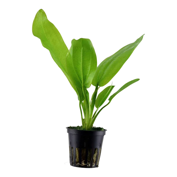 Echinodorus cordifolius aquarium plant
