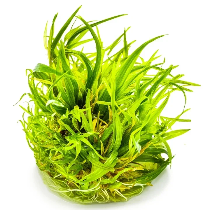 Blyxa japonica var. japonica aquarium plant