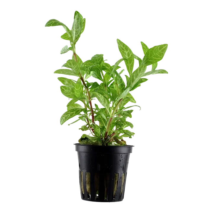 Hygrophila polysperma 'Sunset' ('Rosanervig') aquarium plant