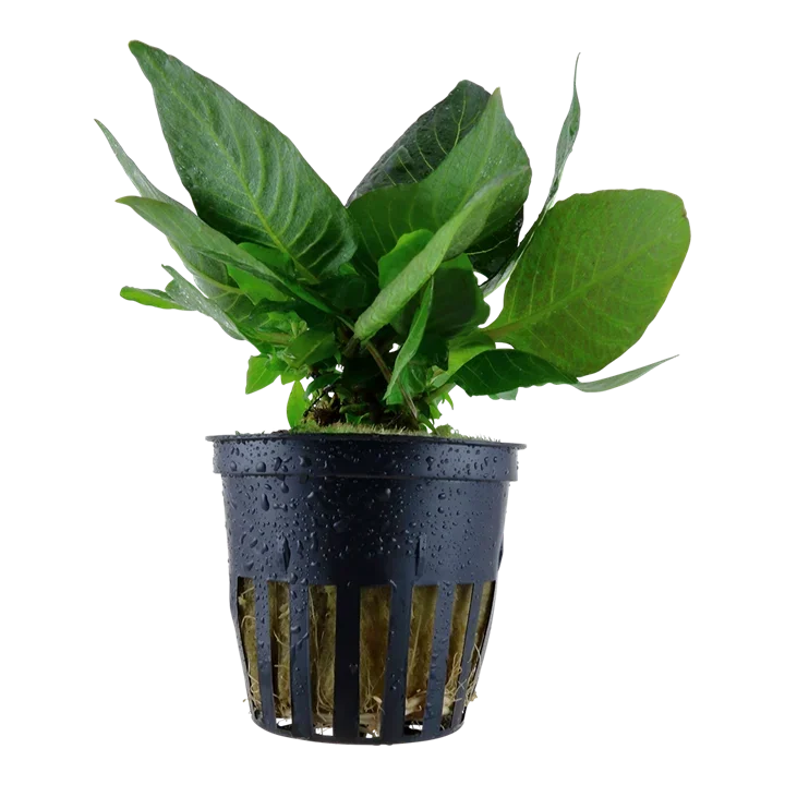 Hygrophila corymbosa 'Kompakt'