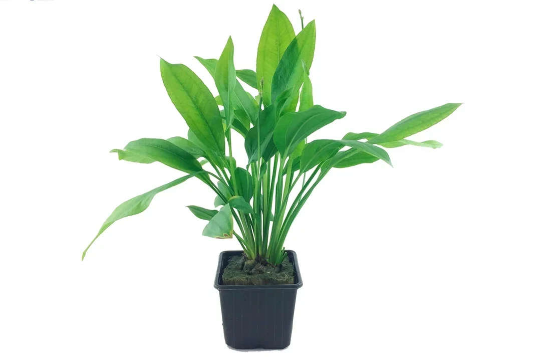 Echinodorus grisebachii 'Bleherae' aquarium plant