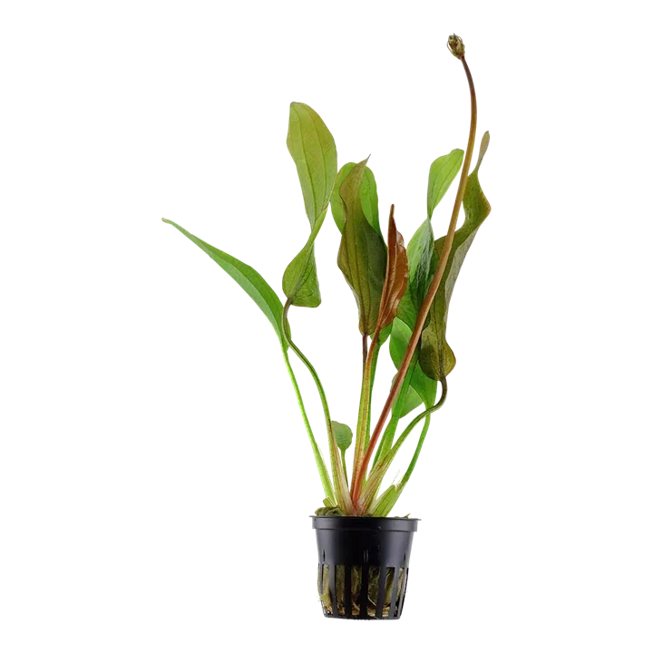 Echinodorus 'Red Diamond' aquarium plant
