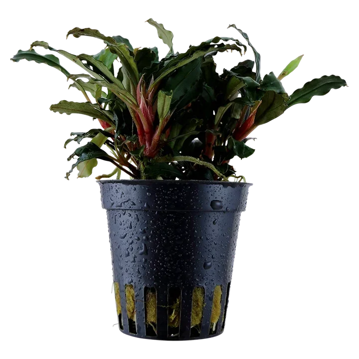 Bucephalandra sp. "Braun-red narrow" aquarium plant