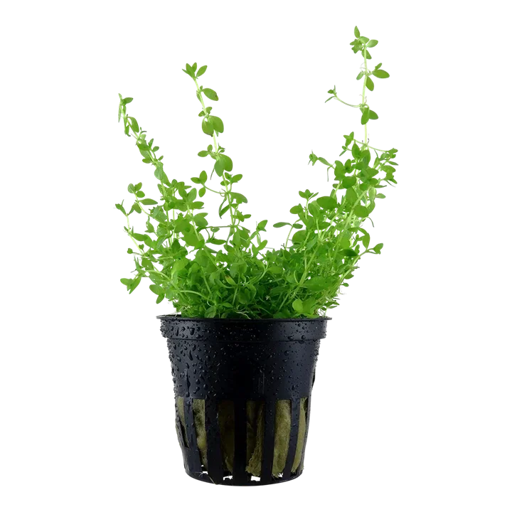 Hemianthus glomeratus