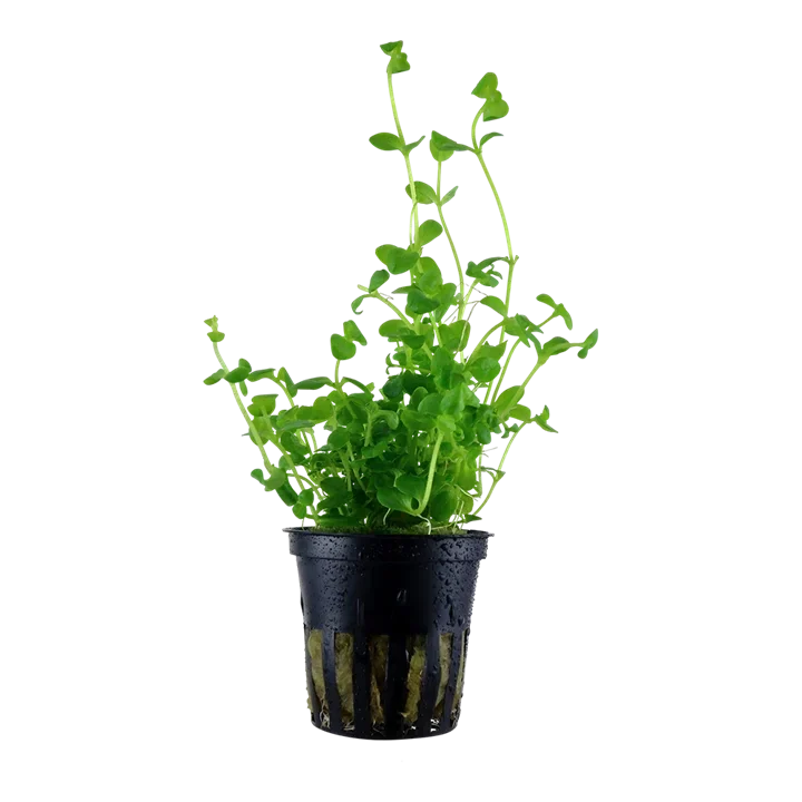 Bacopa australis aquarium plant