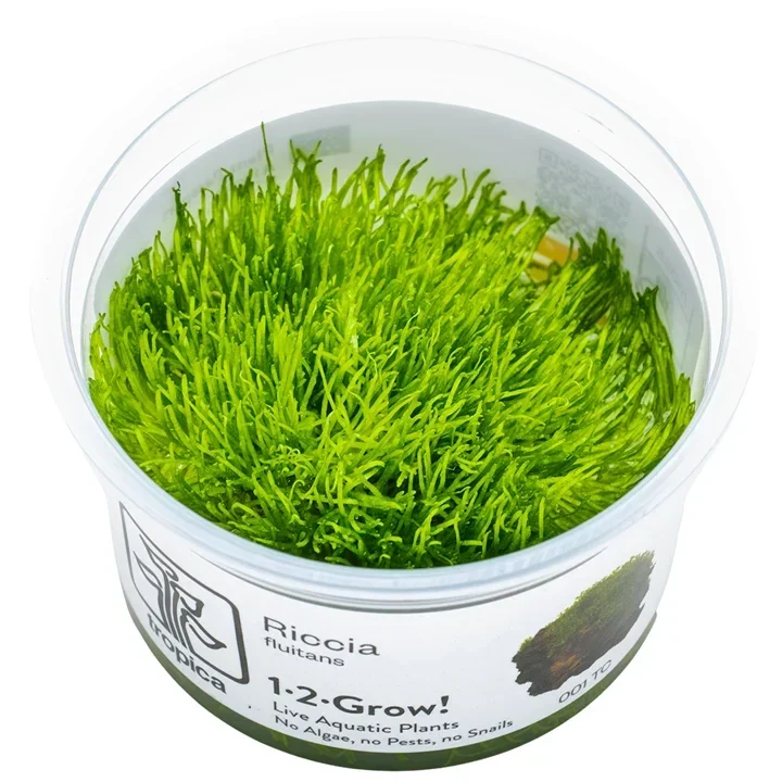 Riccia fluitans aquarium plant
