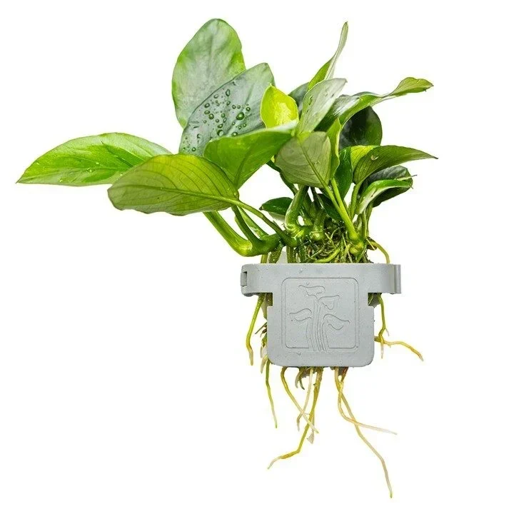 Anubias barteri var. nana aquarium plant