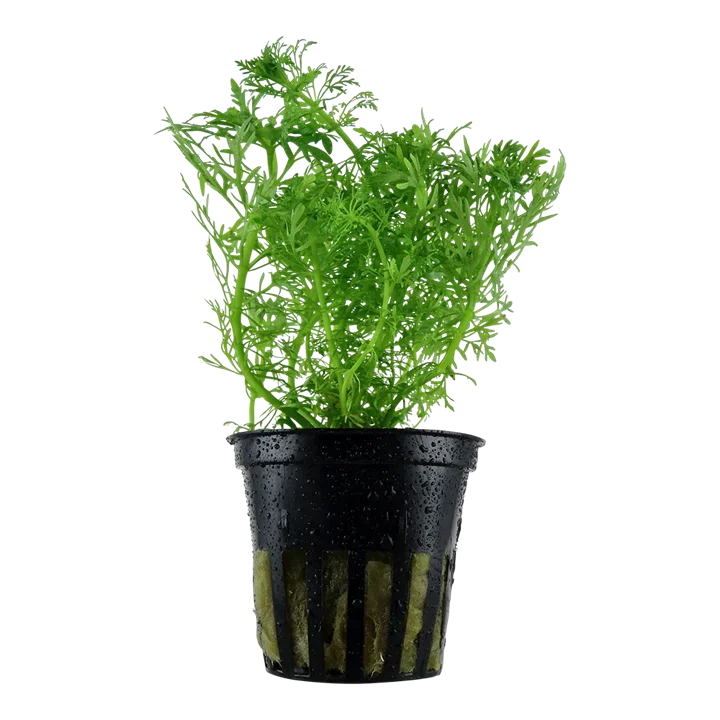 Limnophila aquatica aquarium plant