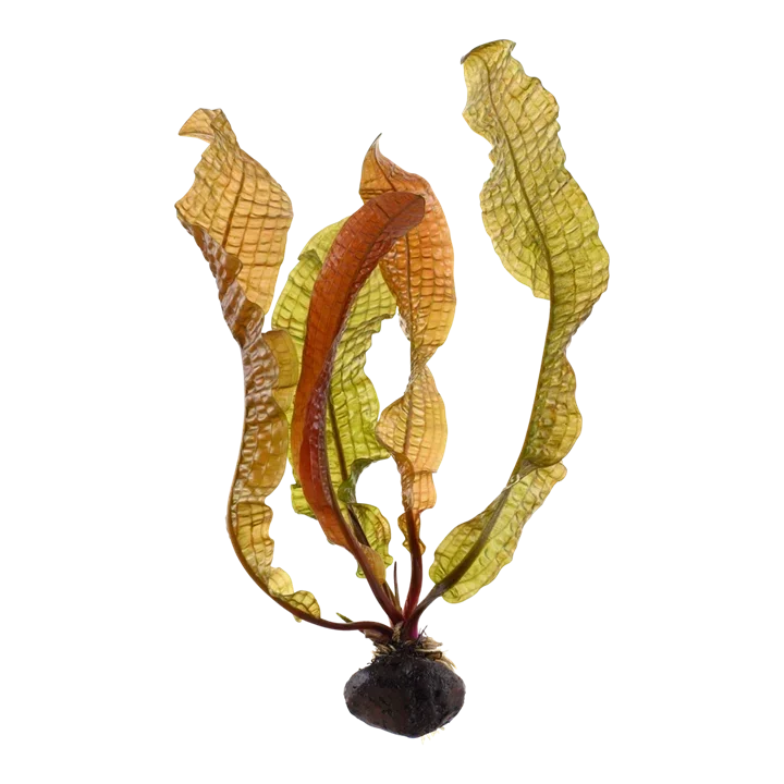 Aponogeton boivinianus