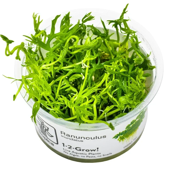 Ranunculus inundatus aquarium plant