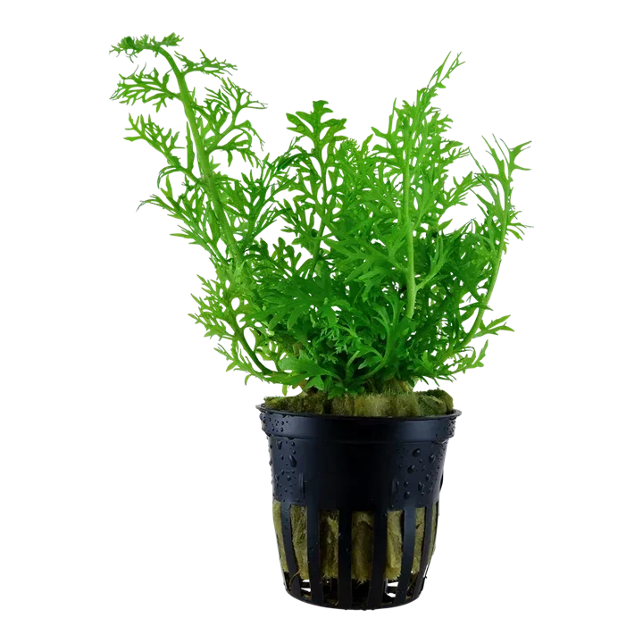Ceratopteris thalictroides aquarium plant