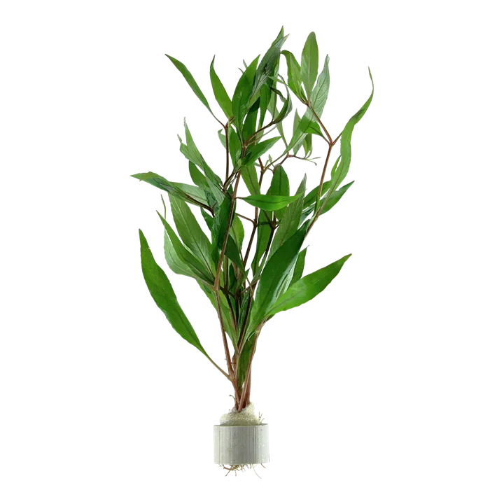 Hygrophila corymbosa