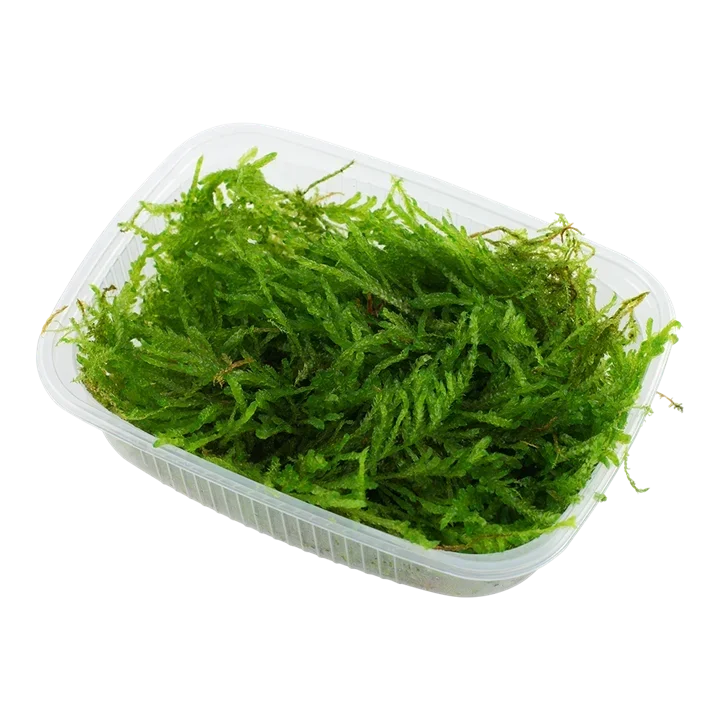 Vesicularia ferriei "Weeping Moss" aquarium plant