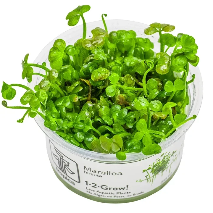 Marsilea hirsuta aquarium plant