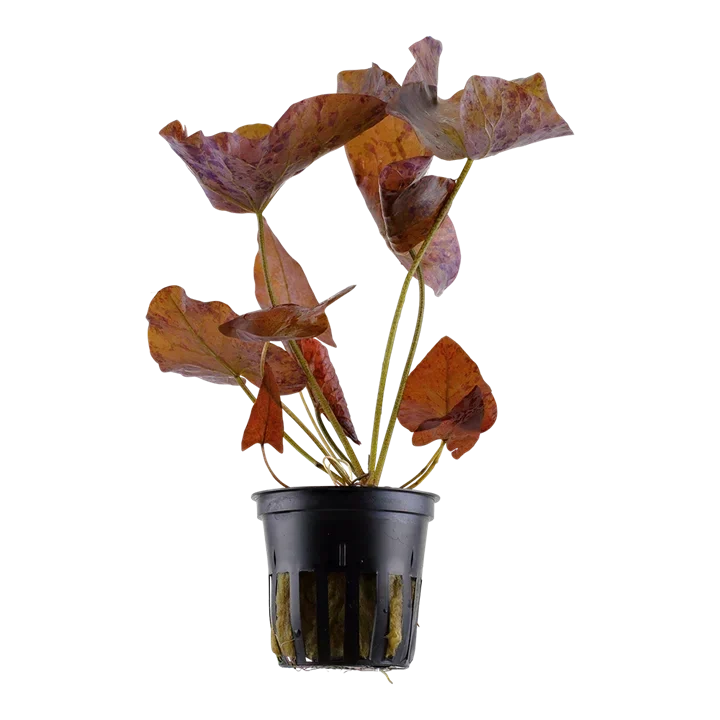 Nymphaea lotus 'red' aquarium plant