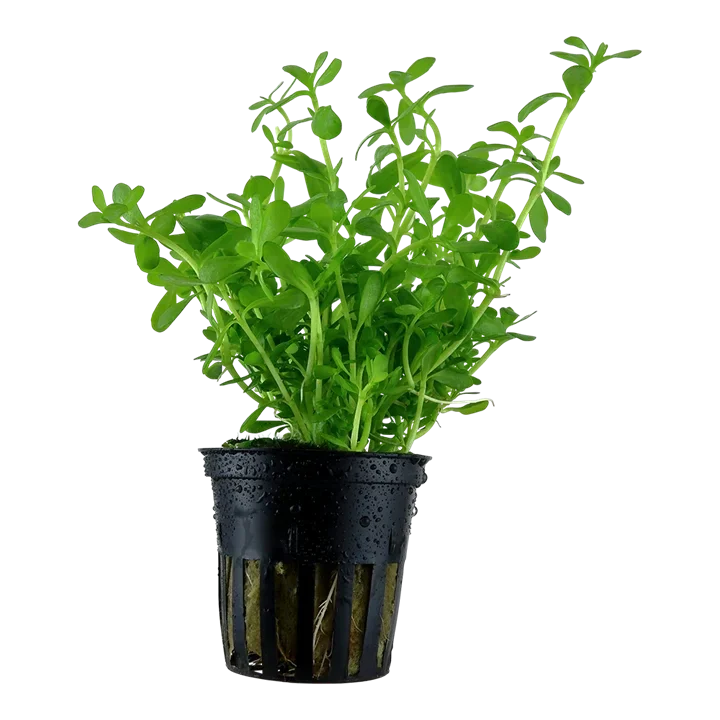 Bacopa monnieri 'Compact'