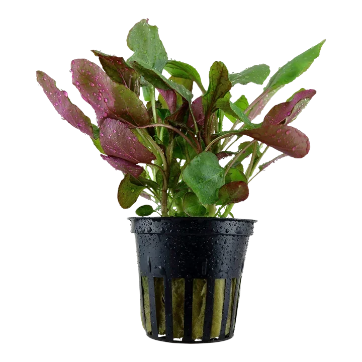 Lobelia cardinalis aquarium plant
