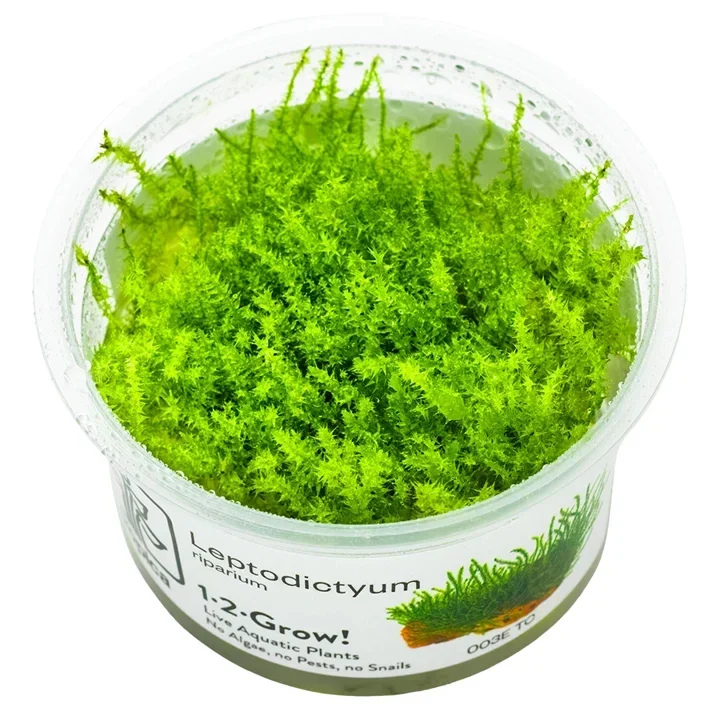 Leptodictyum riparium aquarium plant