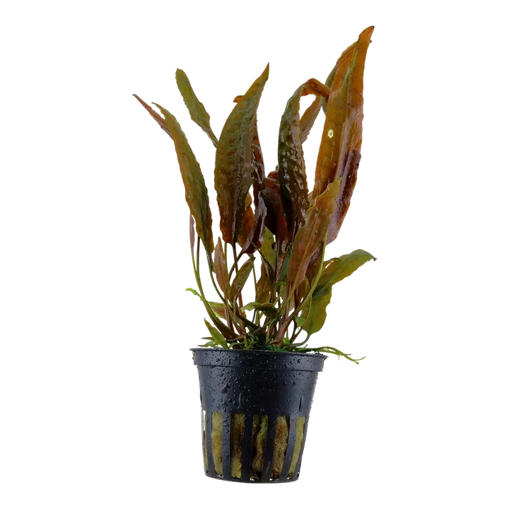 Cryptocoryne usteriana aquarium plant