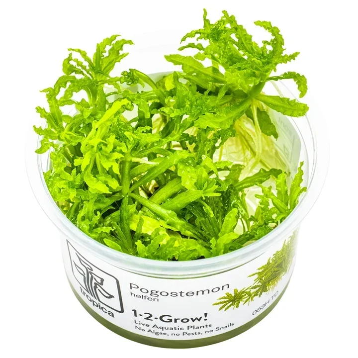 Pogostemon helferi aquarium plant