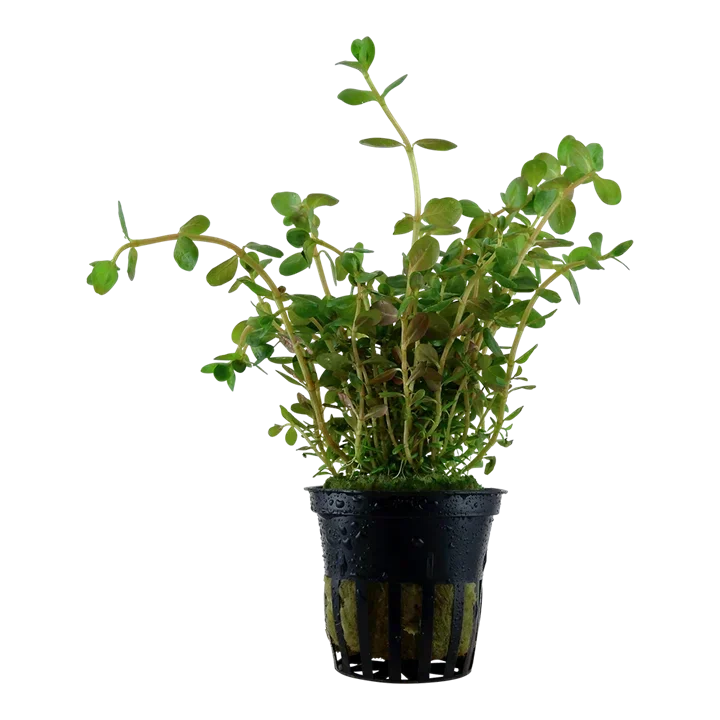 rotala rotundifolia