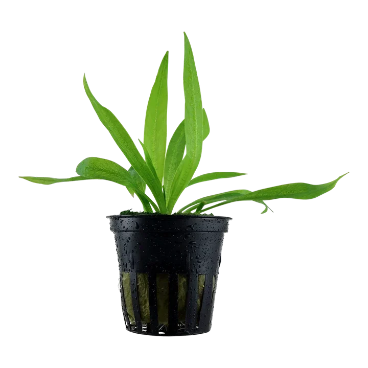 Helanthium bolivianum "quadricostatus" aquarium plant