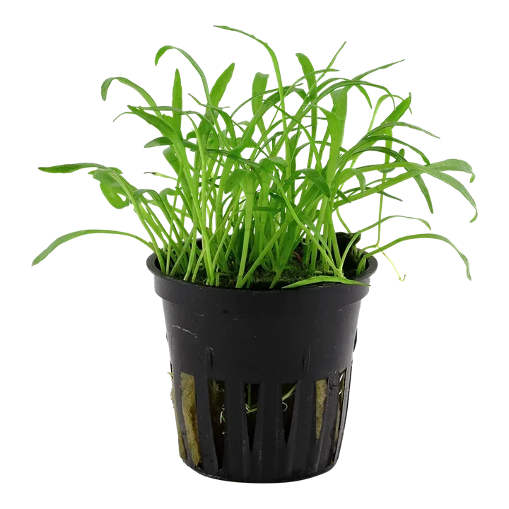 Lilaeopsis brasiliensis aquarium plant