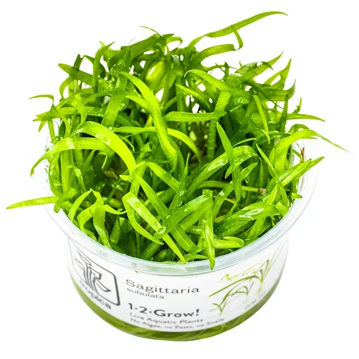 Sagittaria subulata "Needle" aquarium plant