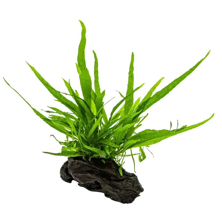 Microsorum pteropus aquarium plant