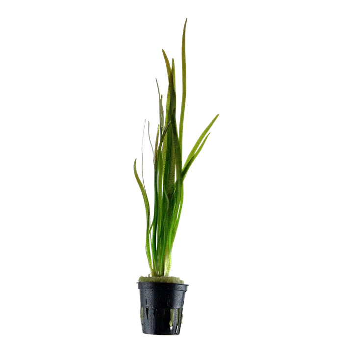 Vallisneria nana "Tiger" aquarium plant