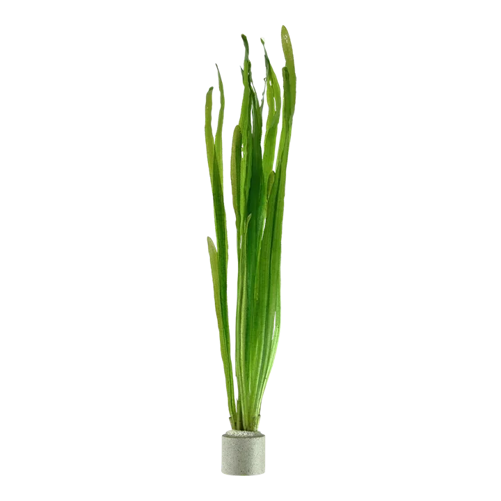 Vallisneria americana aquarium plant