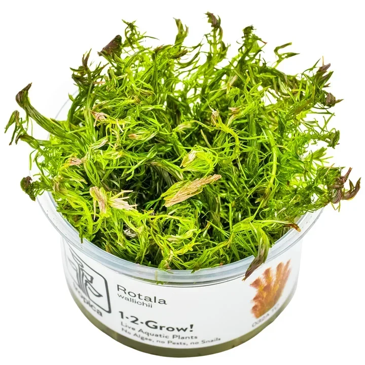 rotala wallichii aquarium plant