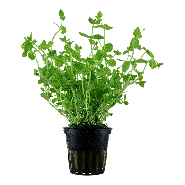Lindernia rotundifolia aquarium plant