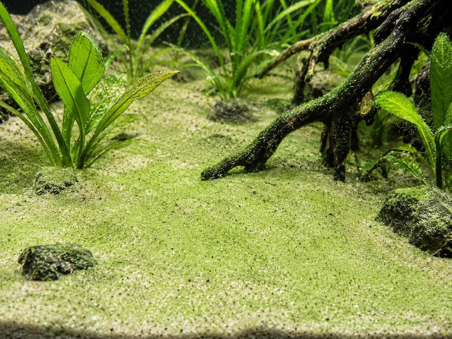 Green Dust Algae in aquarium on glass