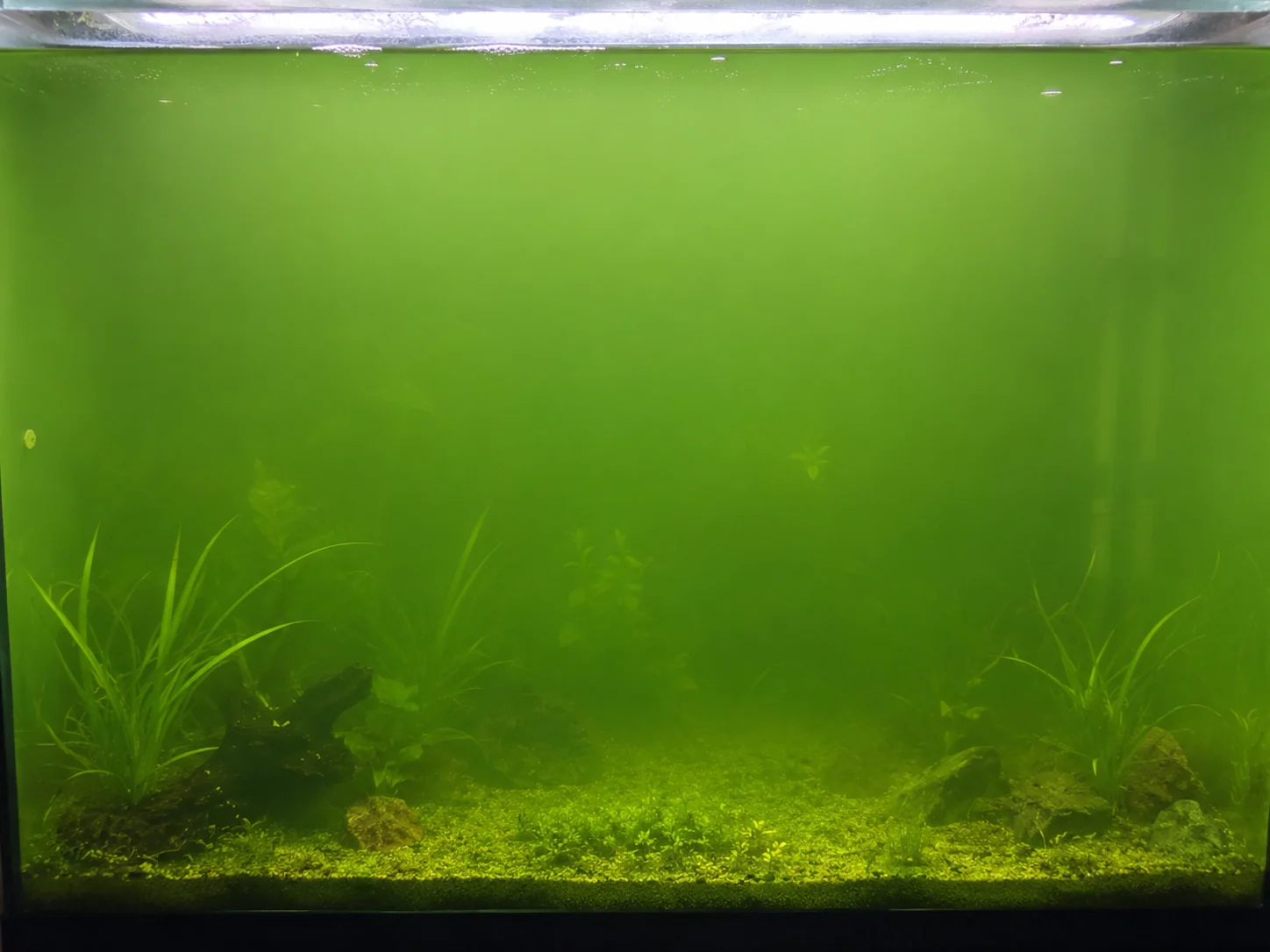 Green water bloom in aquarium