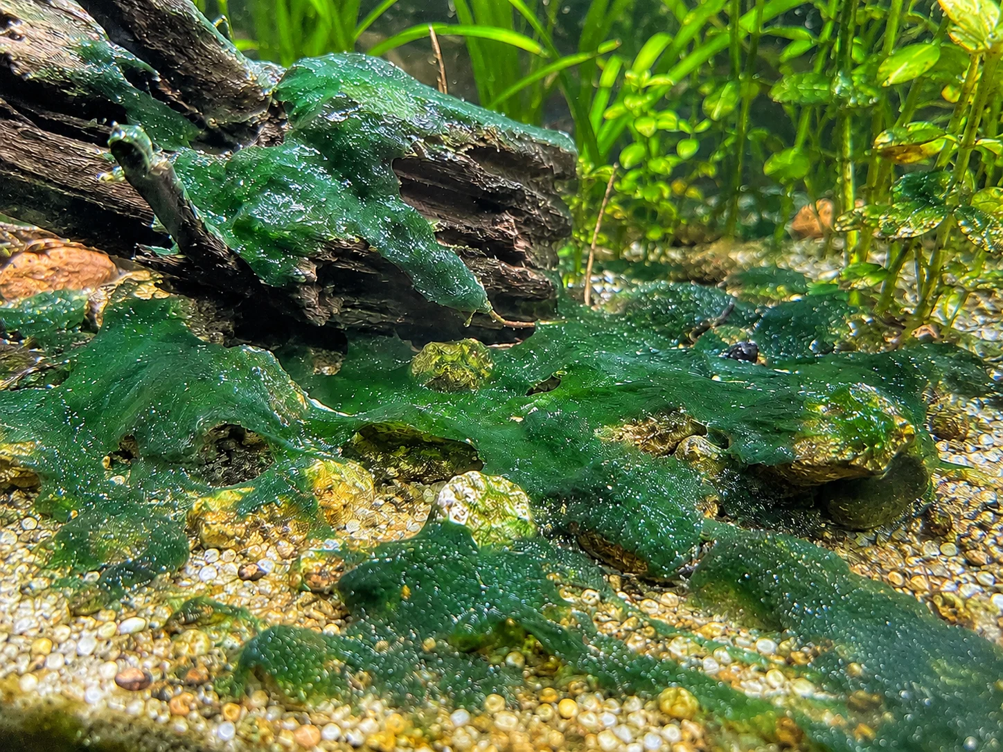 Cyanobacteria slimy mats in aquarium