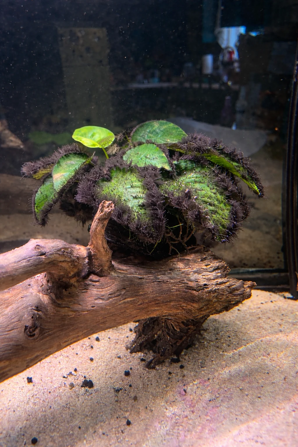 Black Beard Algae in aquarium (Audouinella spp. / Rhodochorton spp. (commonly associated))