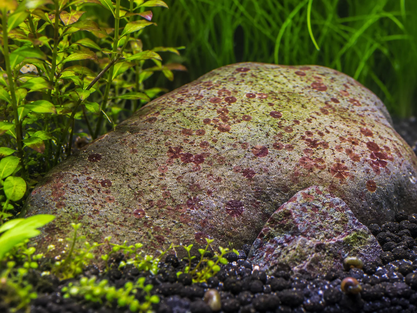 Red Spot Algae in aquarium on glass