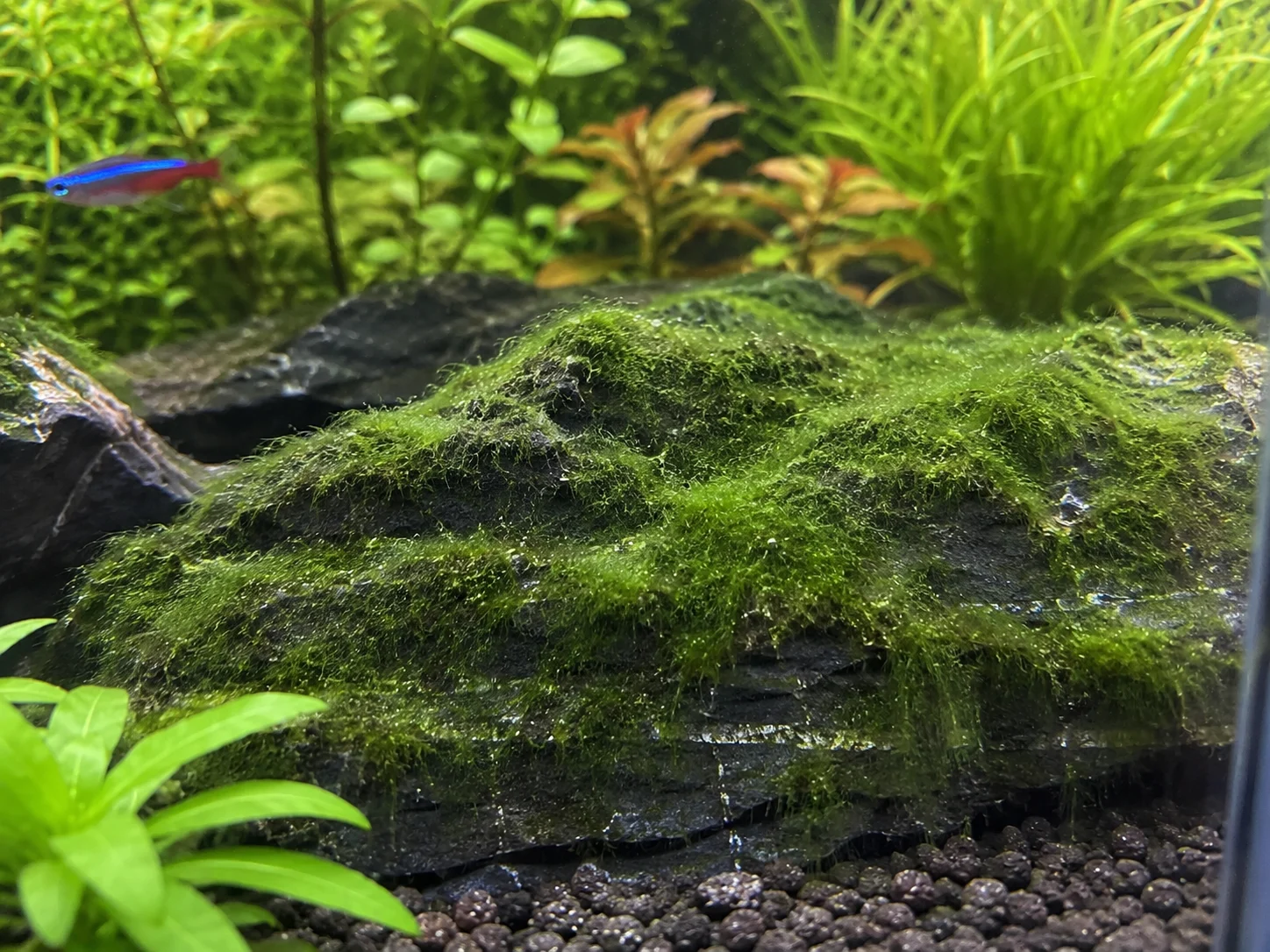 Short Green Beard Algae in aquarium on plant leaves