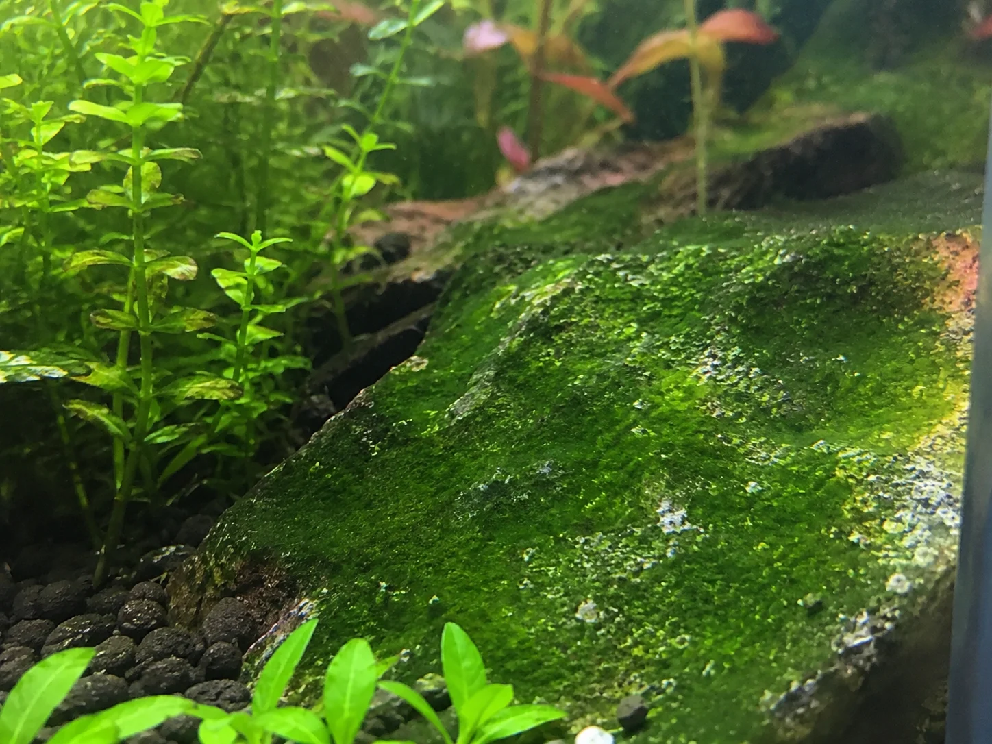 Dark Green Film in aquarium on glass
