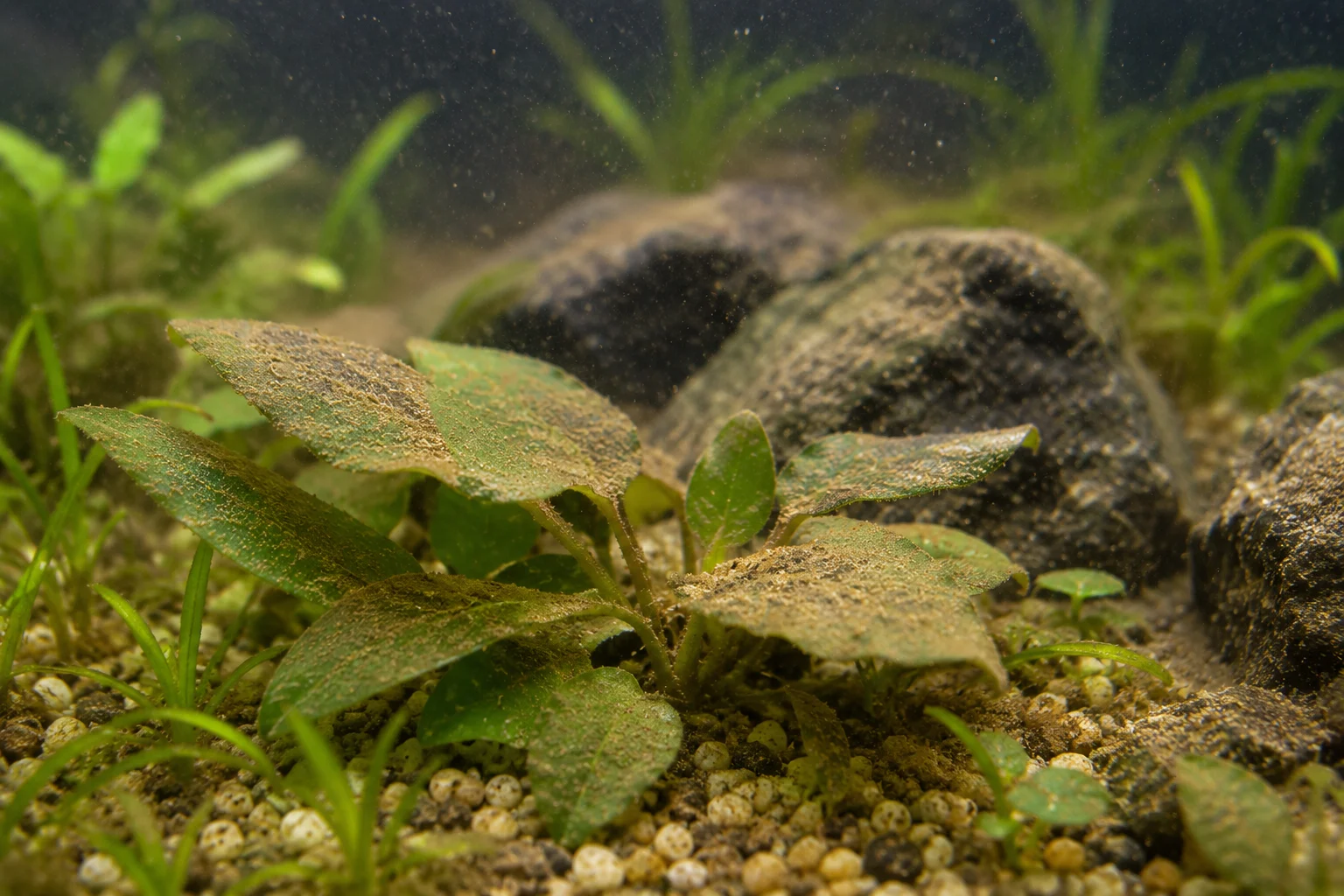 Brown Dust Film in aquarium on glass